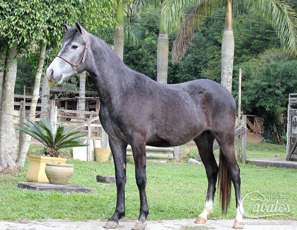 ZICO DO RASF