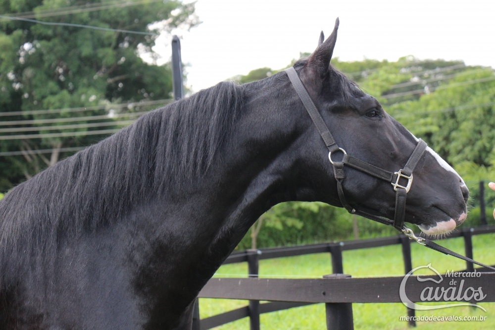 HIDRATO GOLDEN HORSE