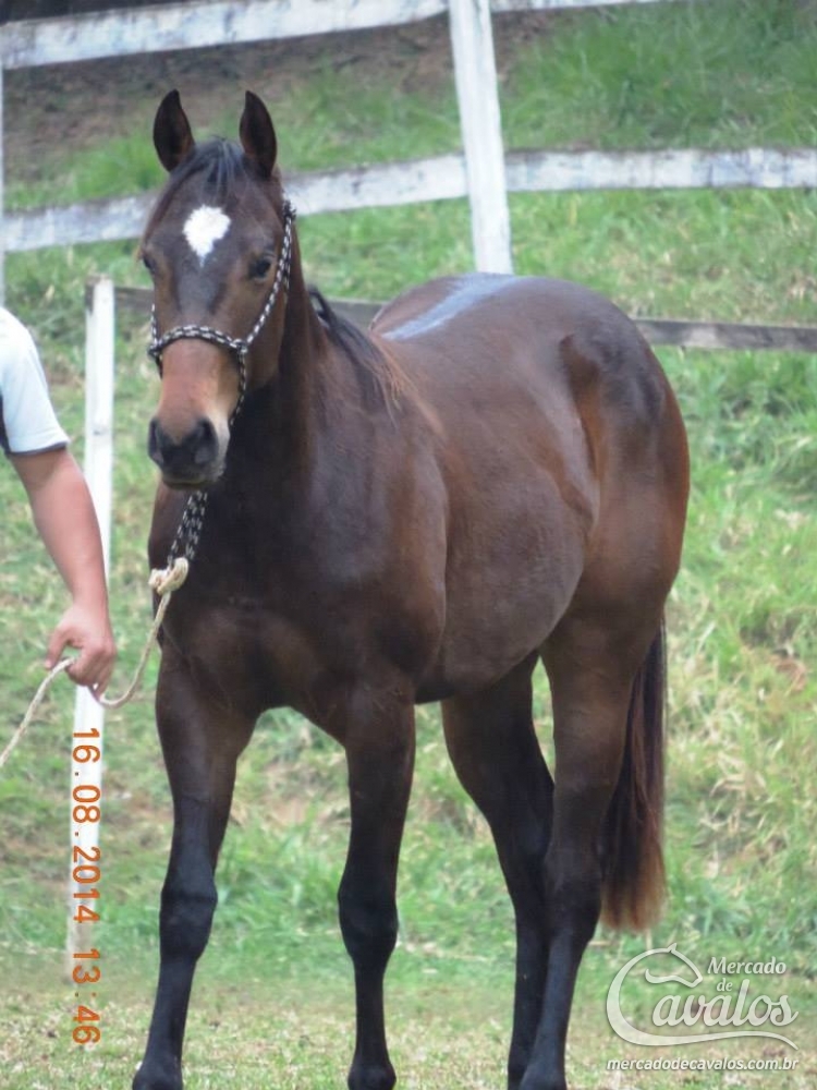 IRMÃO BRASITA MOON ZO X MR JAY BEE DEE