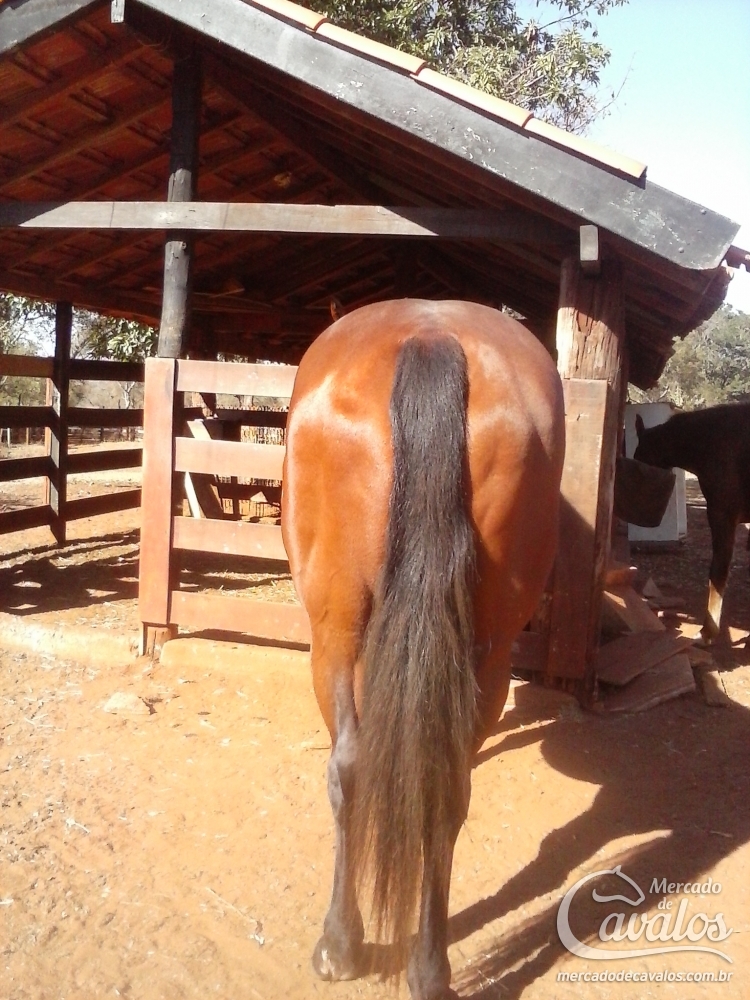 CLUMB DO BEE - P046963