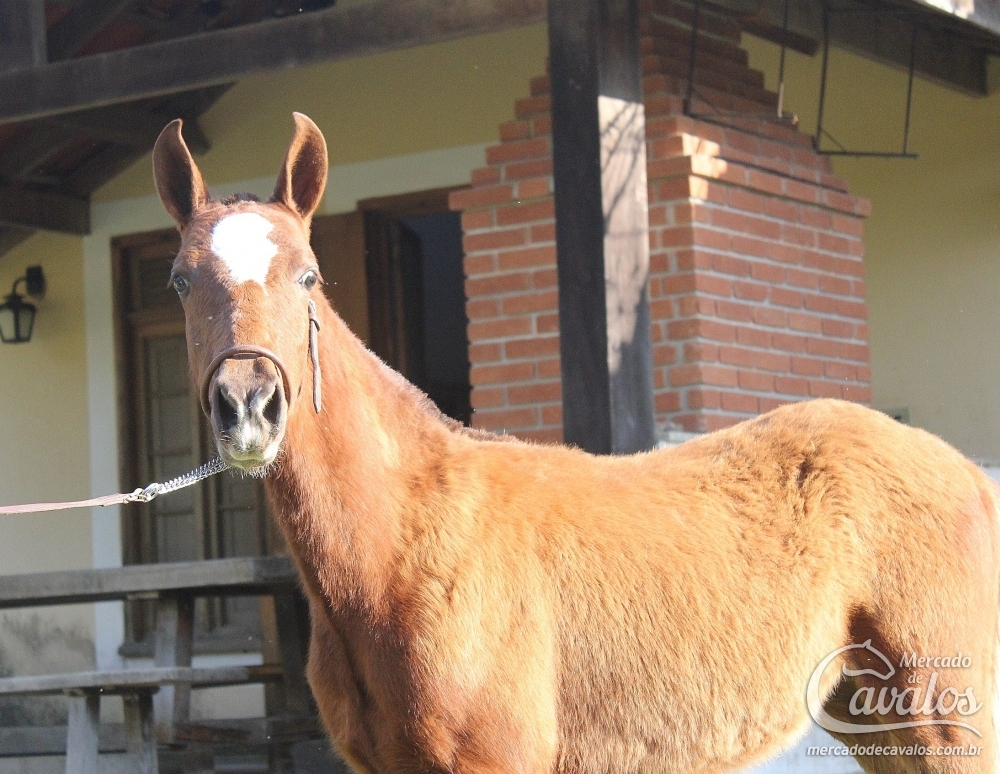 RECRUTA DO RASF
