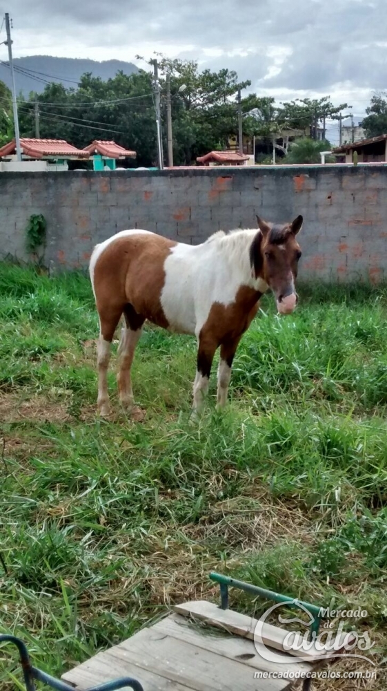 ÍNDIO