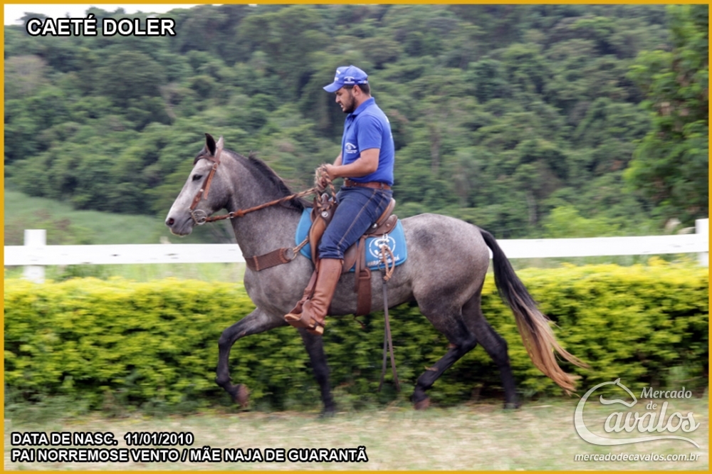 CAETÉ DOLER
