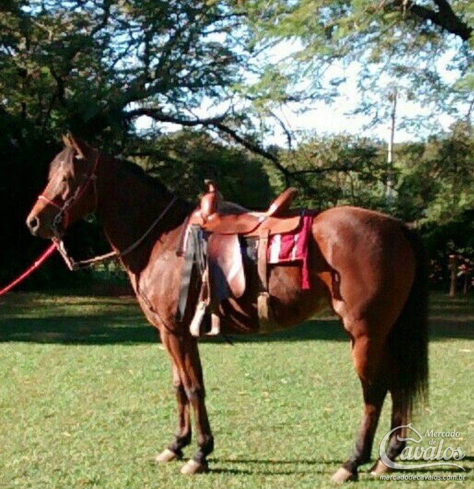 FRISSON ROCKET