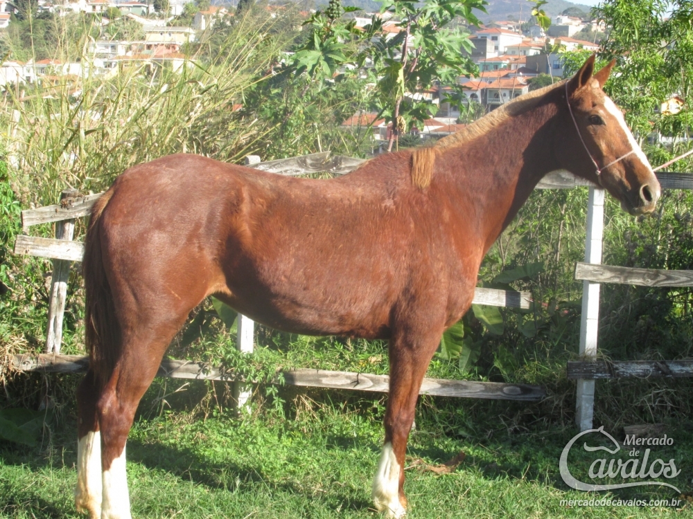 THALITA DO LUTY