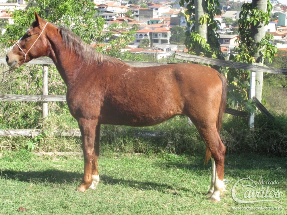 THOR DO LUTY