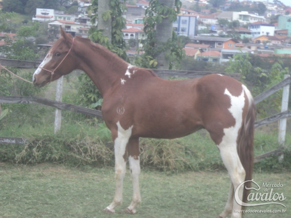 COMODORO DO ITAIM