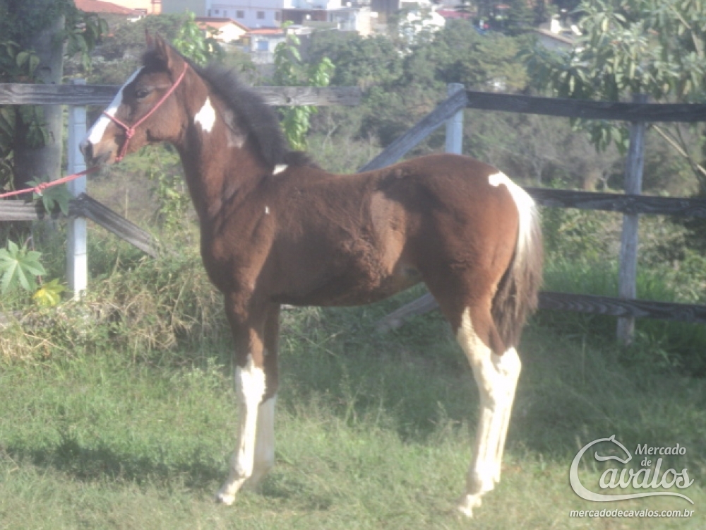 INDICO DA SANTA ROSA