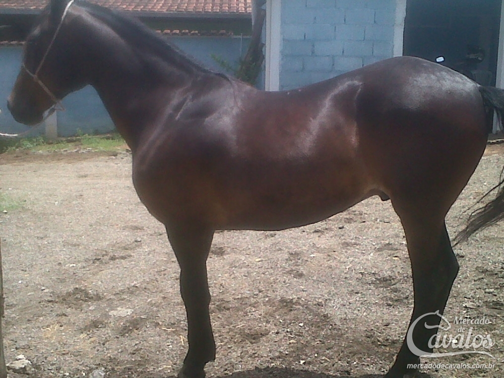 KADILAC DO CARDEAL