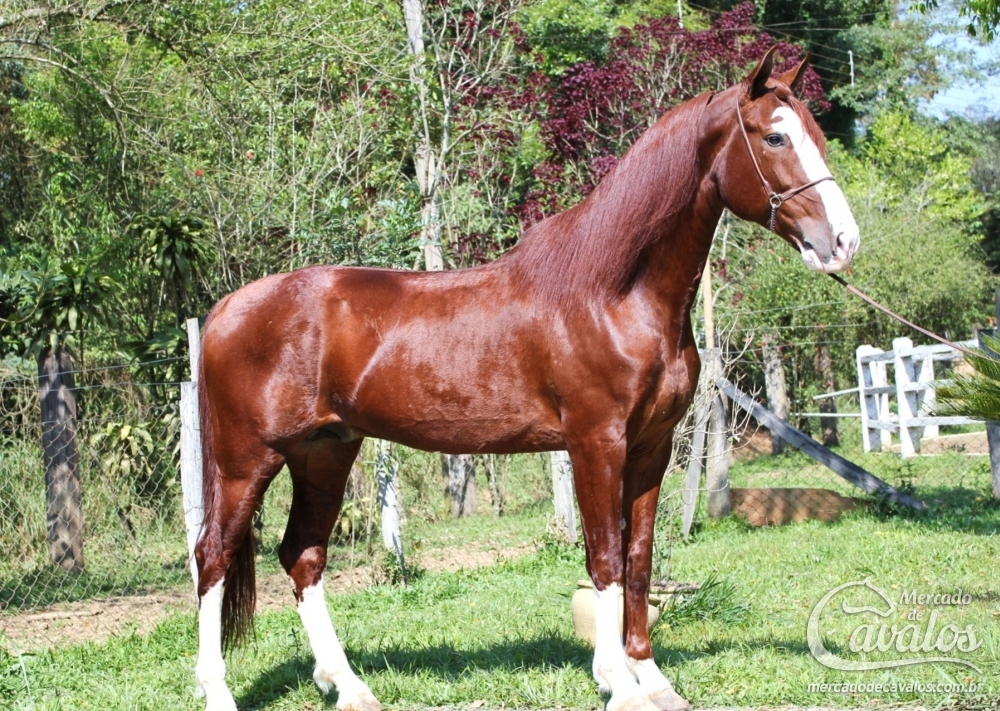 PENSADOR TRES RIOS