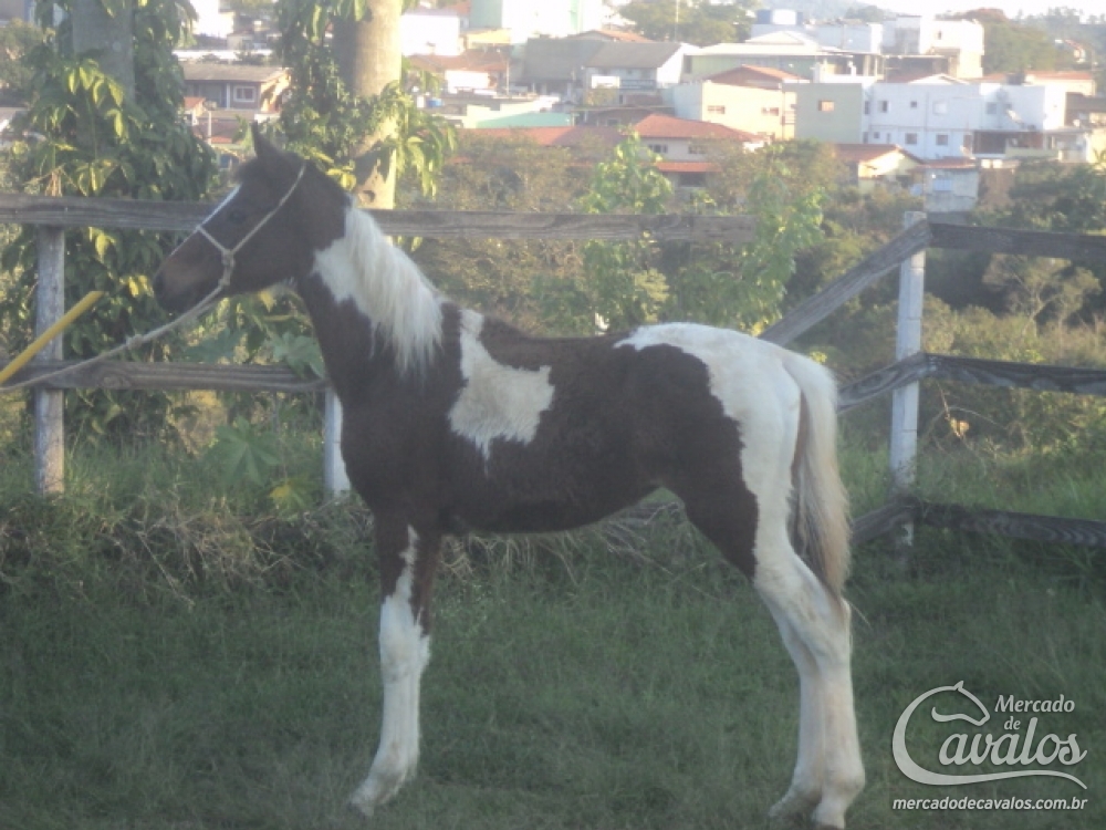 BABILONIA AFN