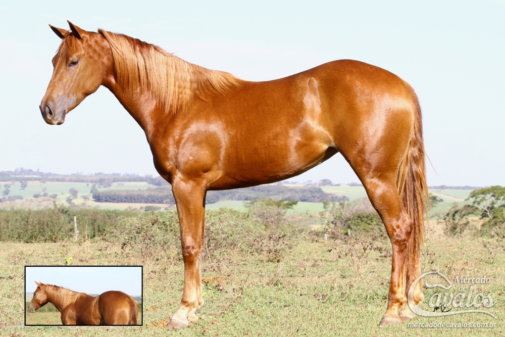 LADY LIL OLENA DRC