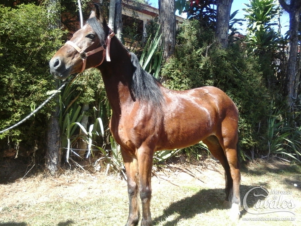 ARCANJO DA SÃO JORGE