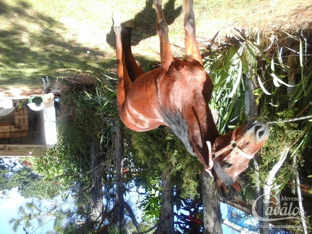ARCANJO DA SÃO JORGE