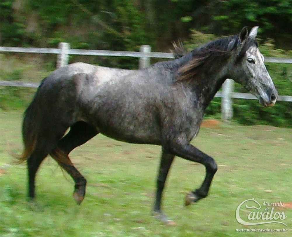 LINDA DA TÁVOLA