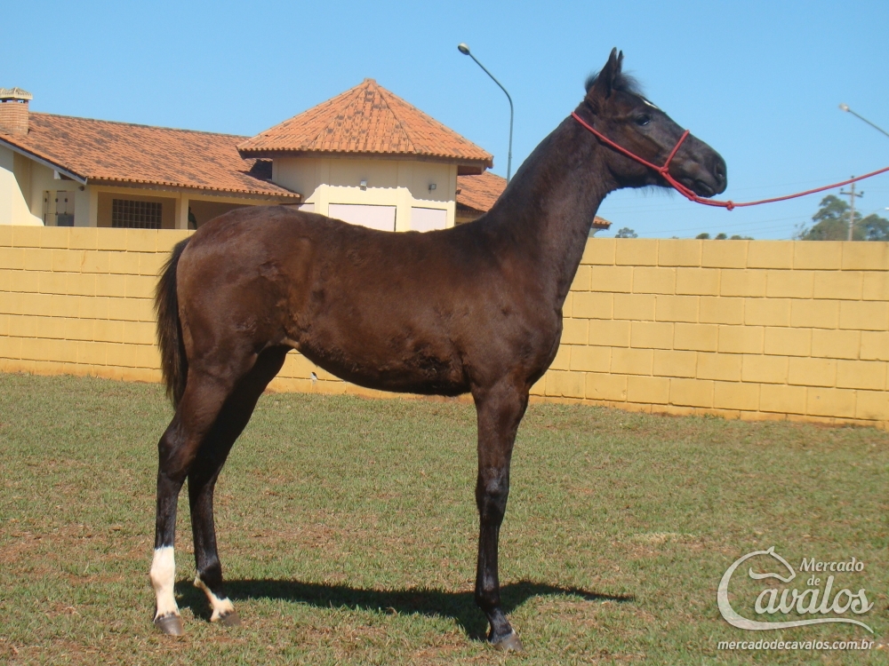 LUA DO BUDIPÁ