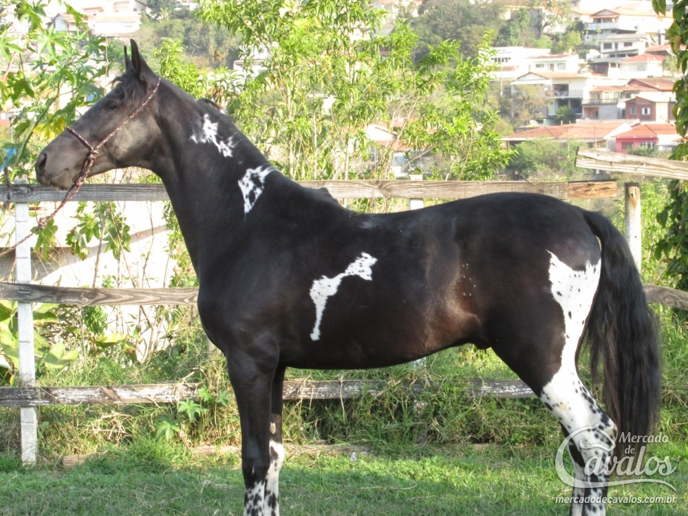 TIGRE DO EFI (TE)