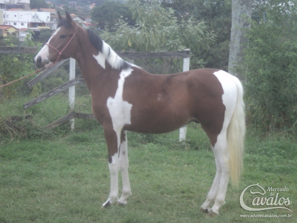ELEGANTE DO LUTY