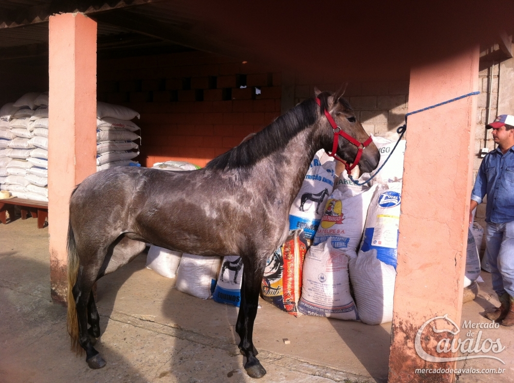 BALARINA DO TEMPERO