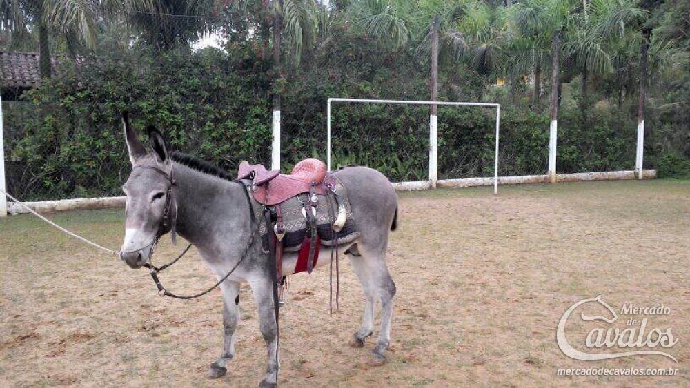 CARTUCHO