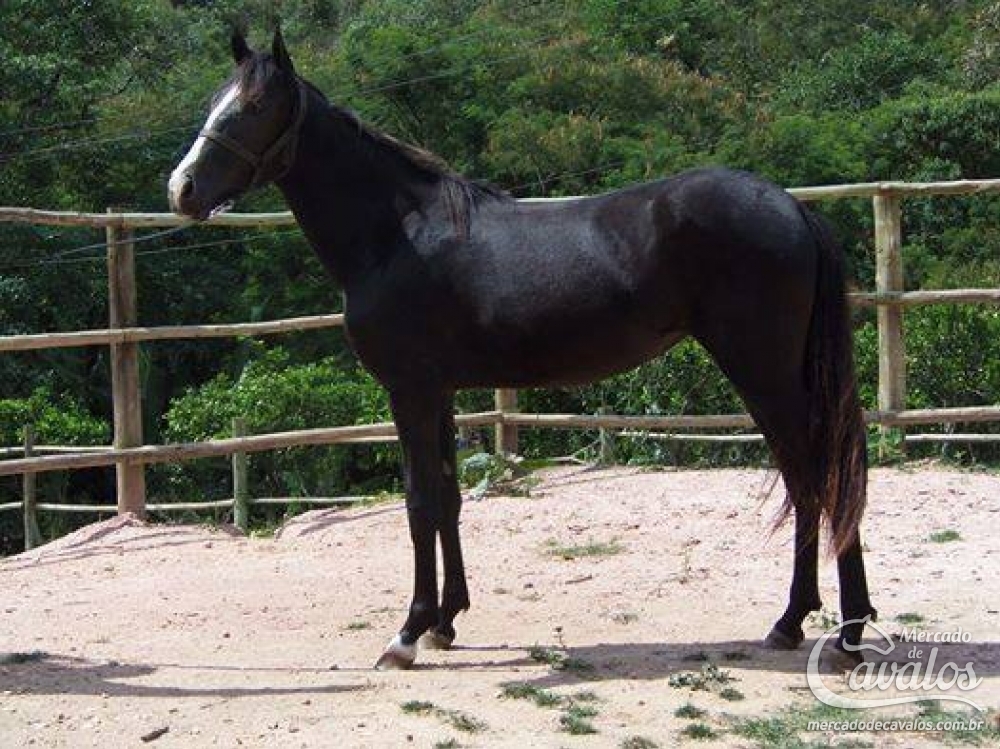 ESTRELA DO CAPU