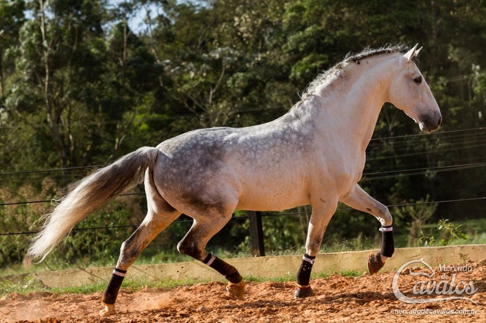 QUARTILHO