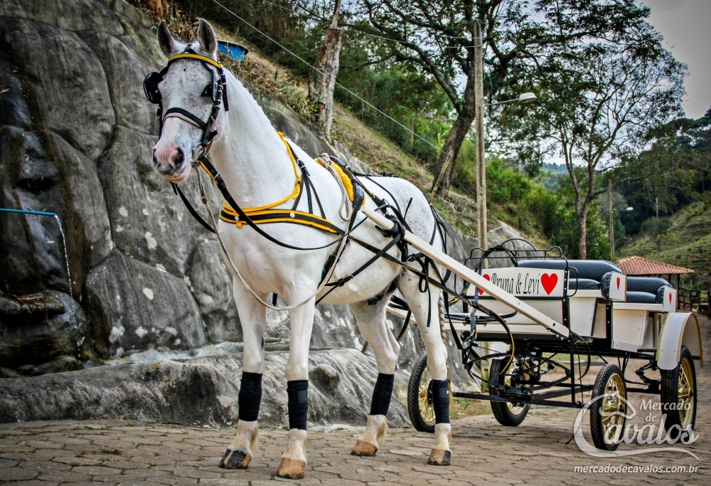 APACHE DO GOIANO
