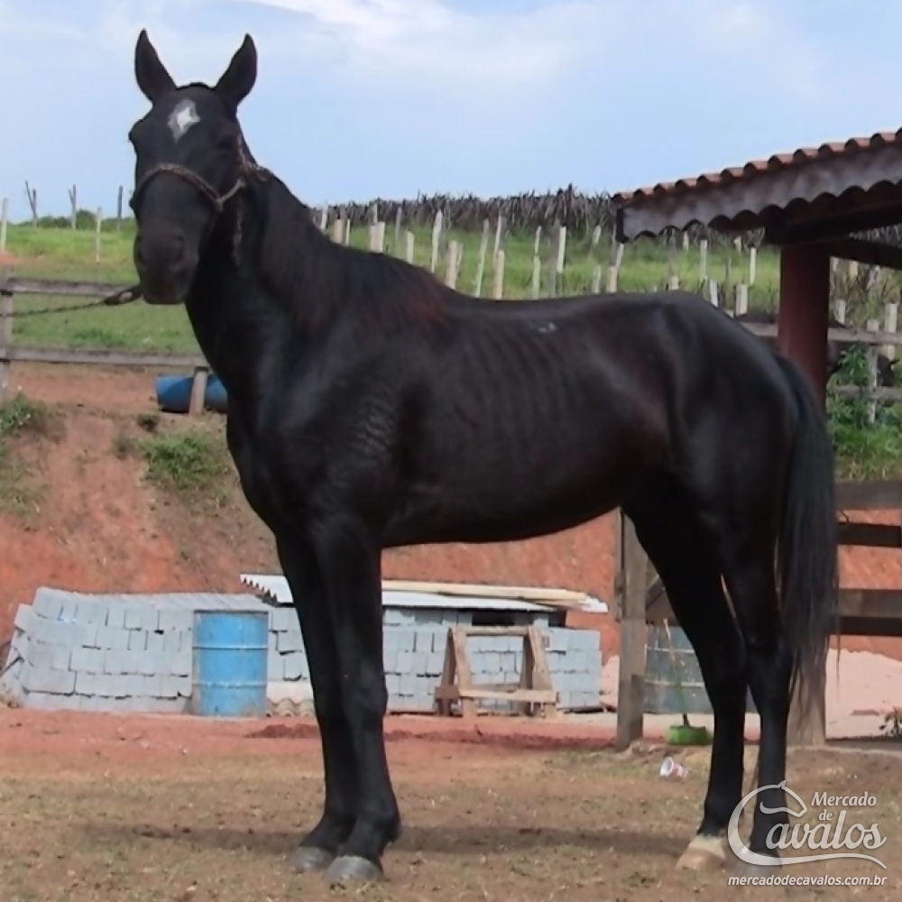 CAFÚ