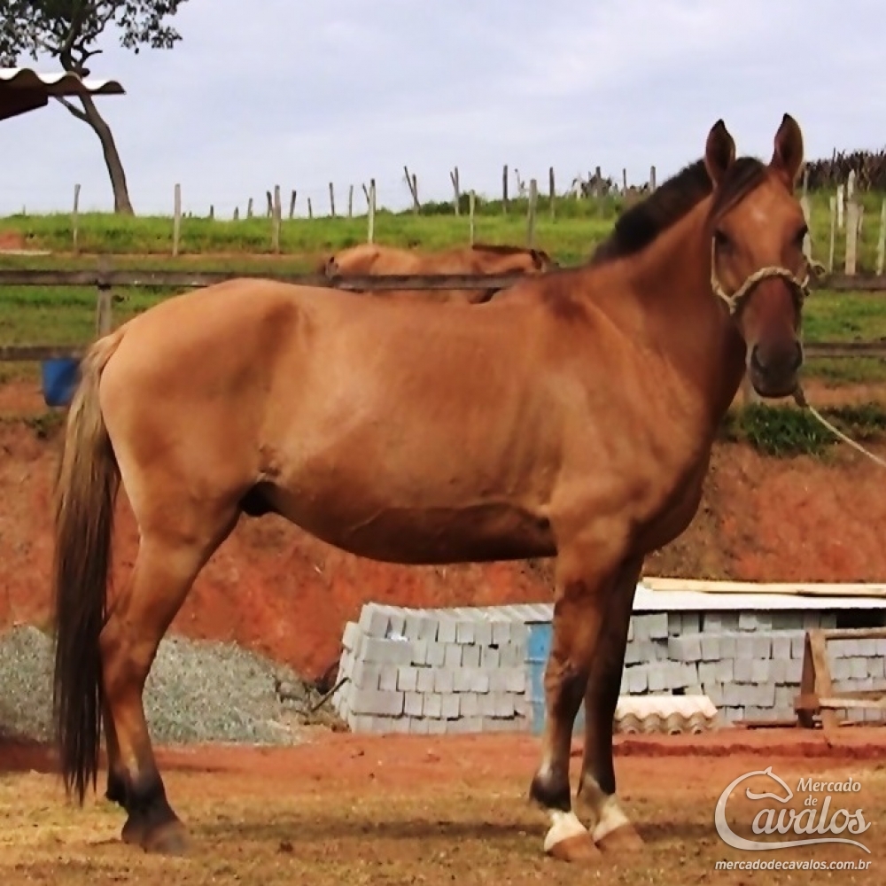 HÉRCULES