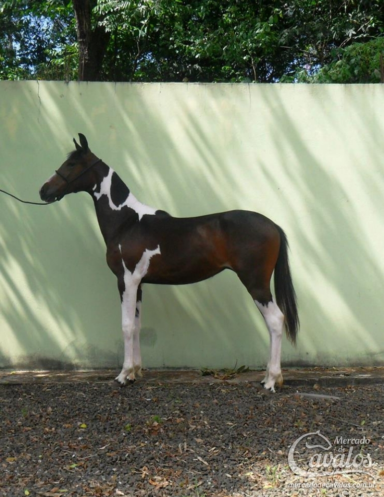 CONQUISTA JNP