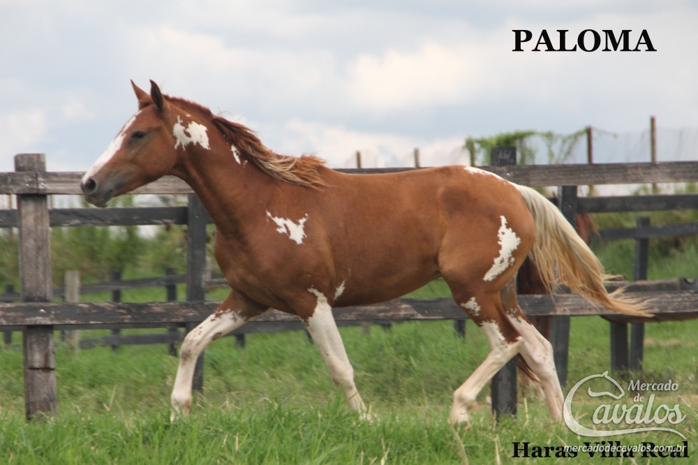 PALOMA