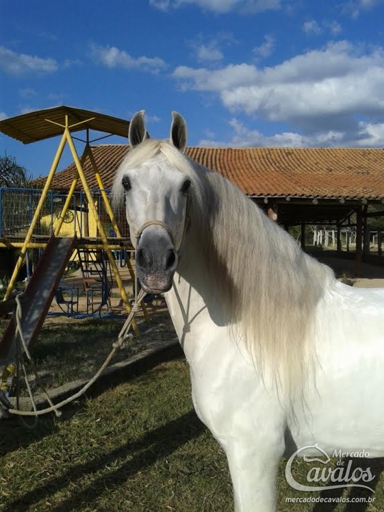 IMPERADOR PISADOR