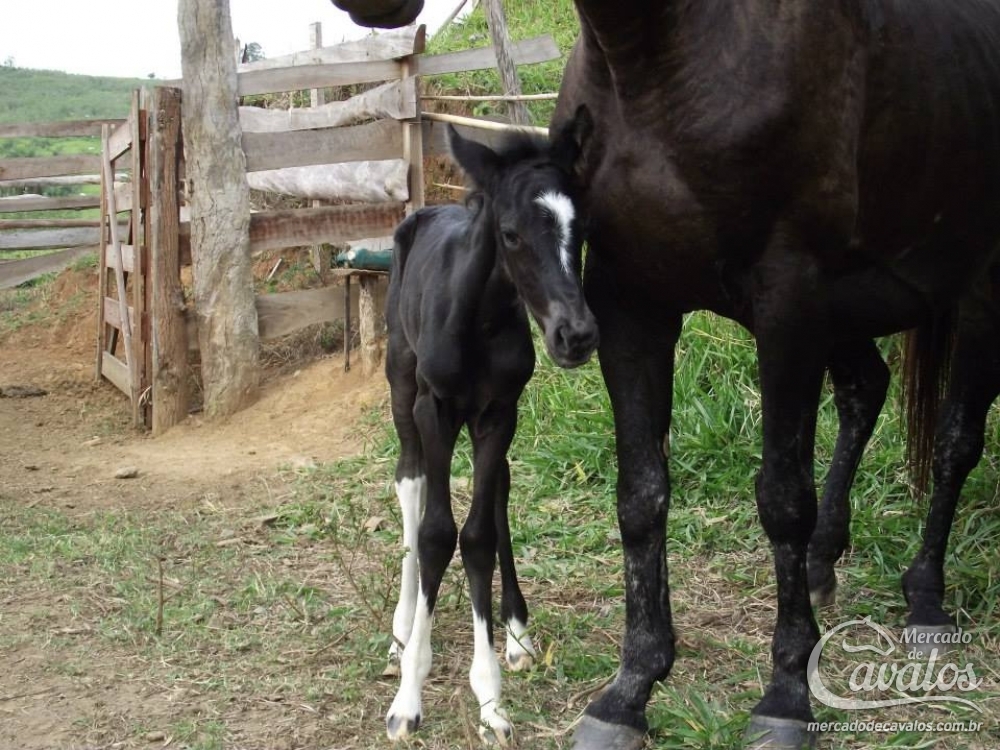 AMORA DO RANCHO PIRRAÇA