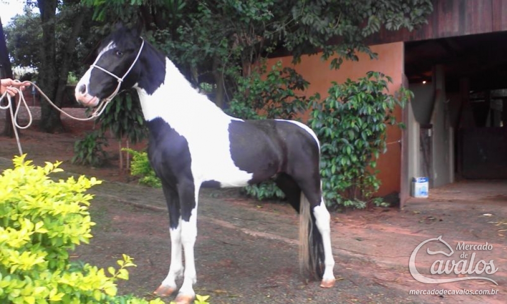 ABORÉ DO NEVOEIRO