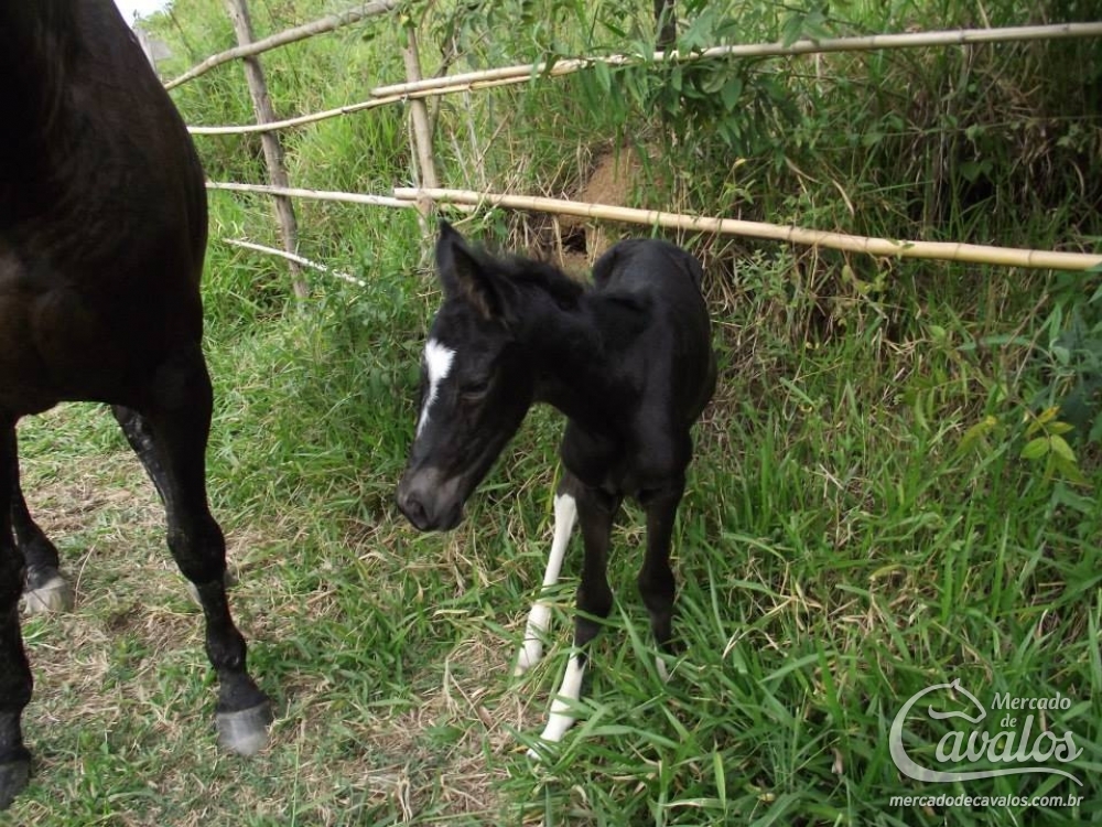 PANTERA DO PIRRAÇA