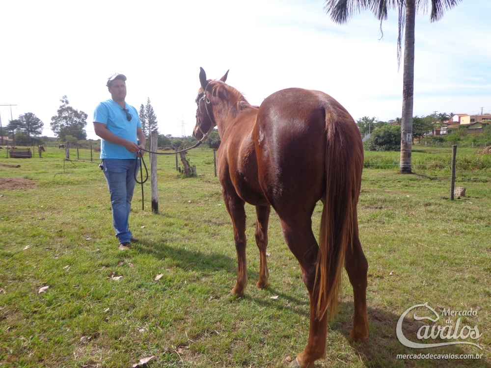 CAROL LIGHT CARDENAL