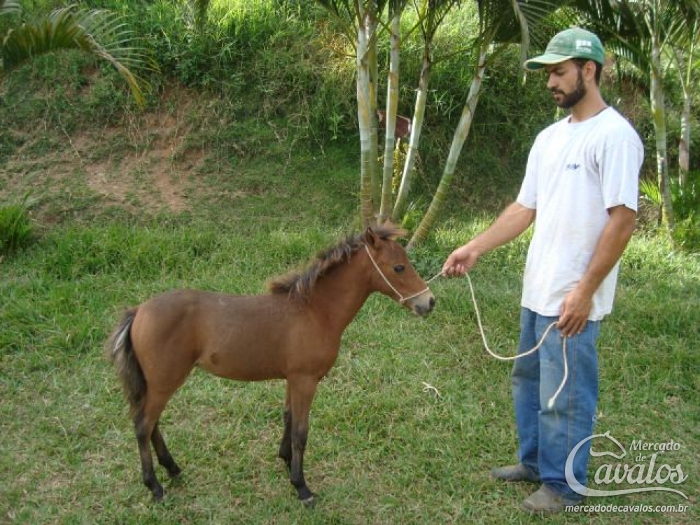 HALLEY DO REINO ENCANTADO
