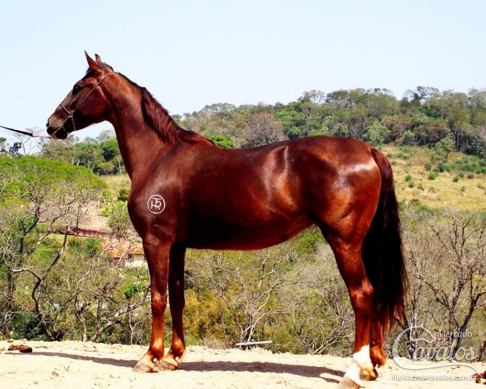 HIMALAYA TRÊS RIOS