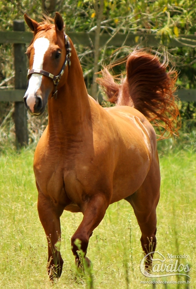 CORONA GRACE