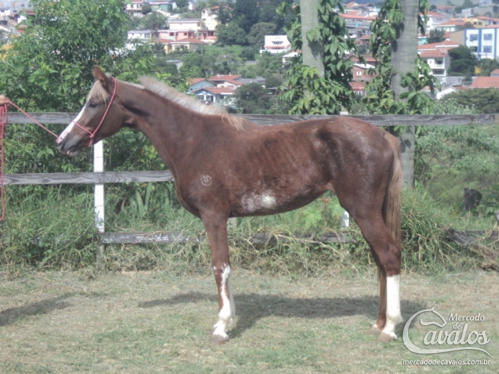 FADA DA CLAREIRA