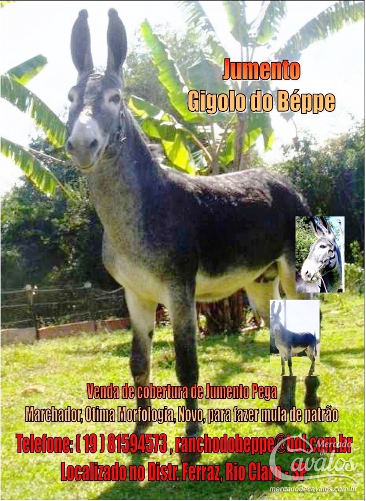 GIGOLÔ DO BEPPE