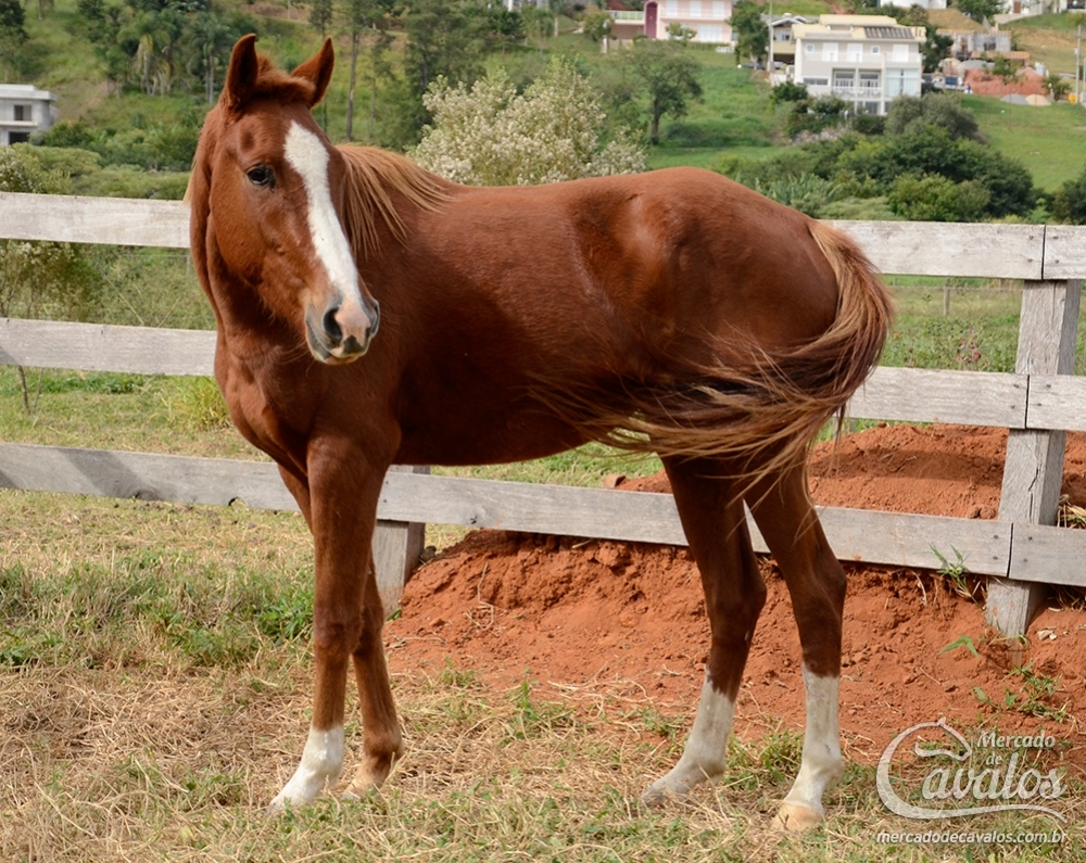 CONQUISTA