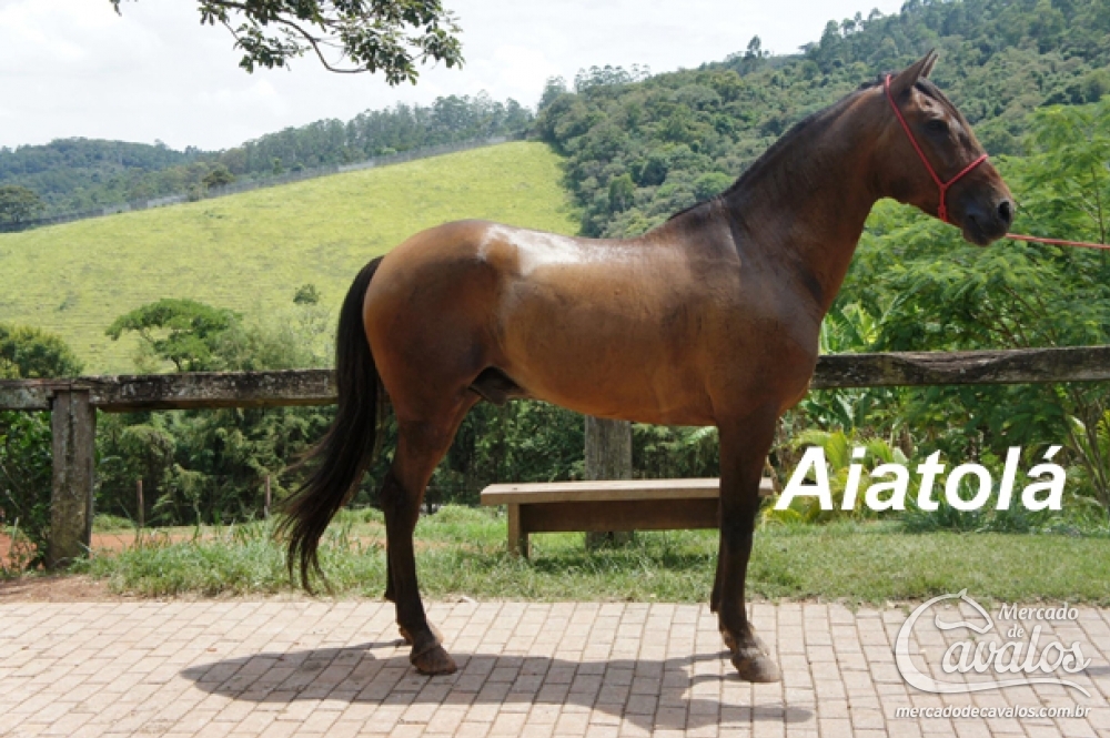 AIATOLA DO TOP