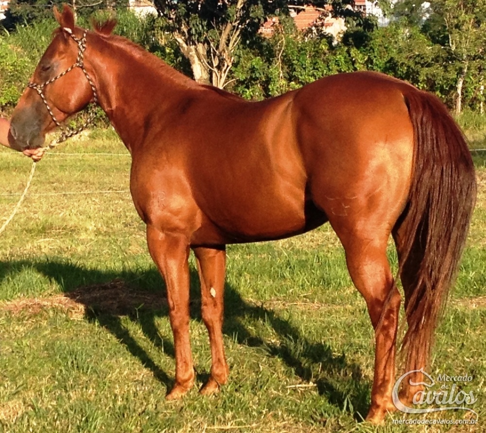 SMART HICKORYDOC NHO