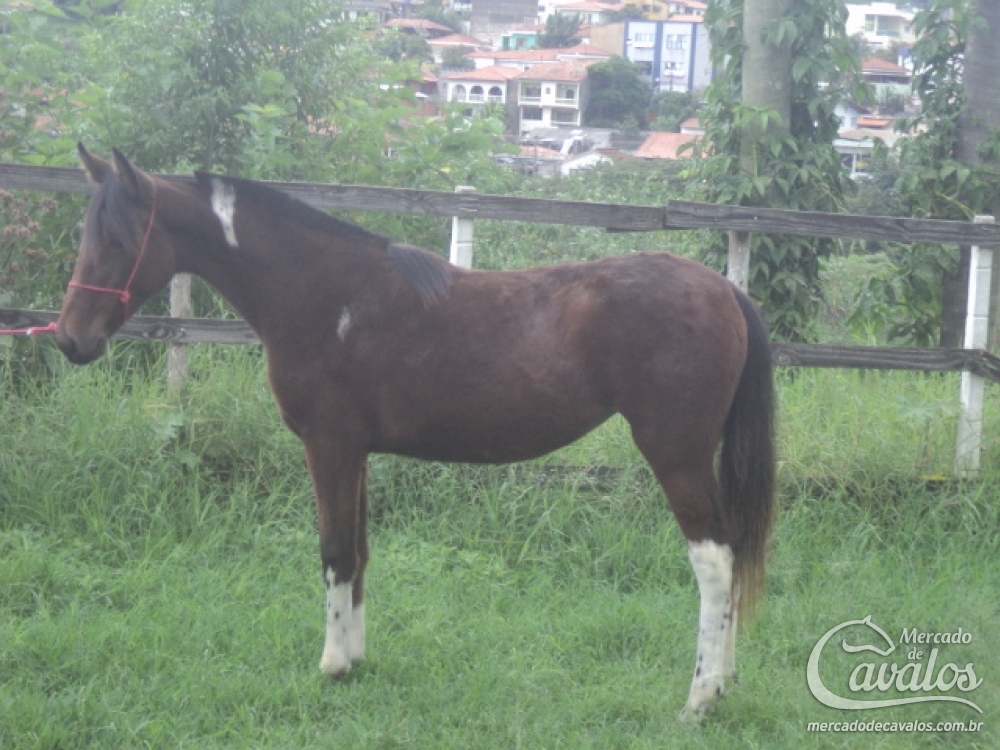 PEPITA R.M (TE)