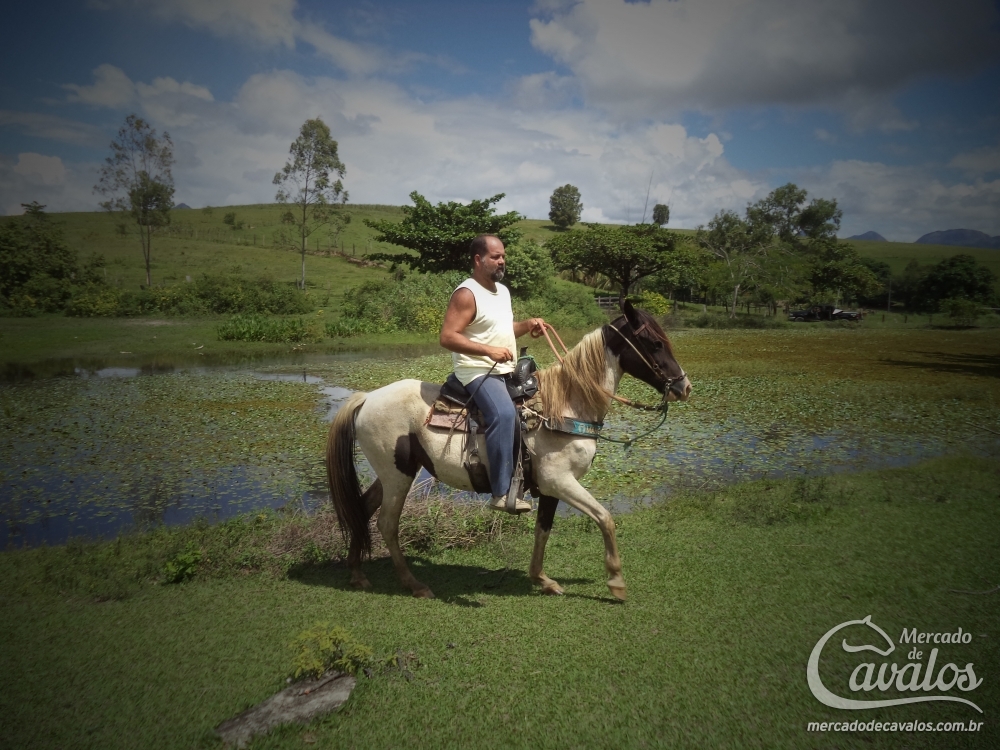 APACHE DO CANARINHO