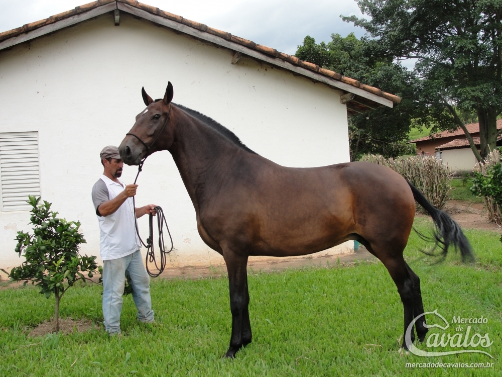 XAQUENA HM