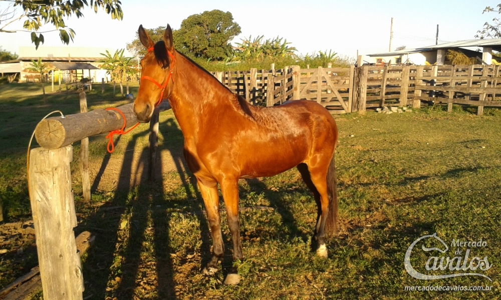 CANÇÃO DO HARAS VENTANIA