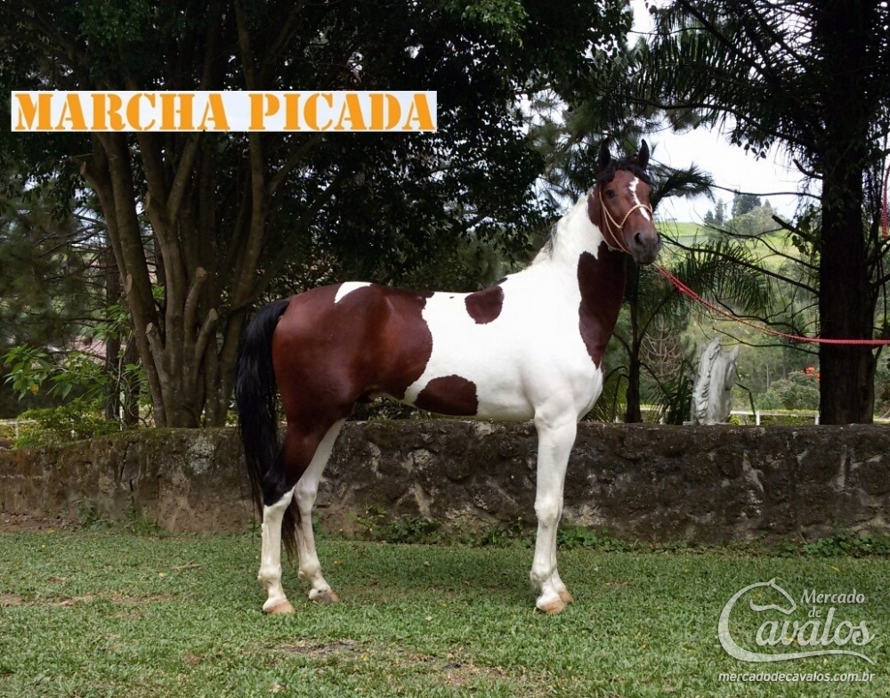 SÓCRATES DO BUDIPÁ
