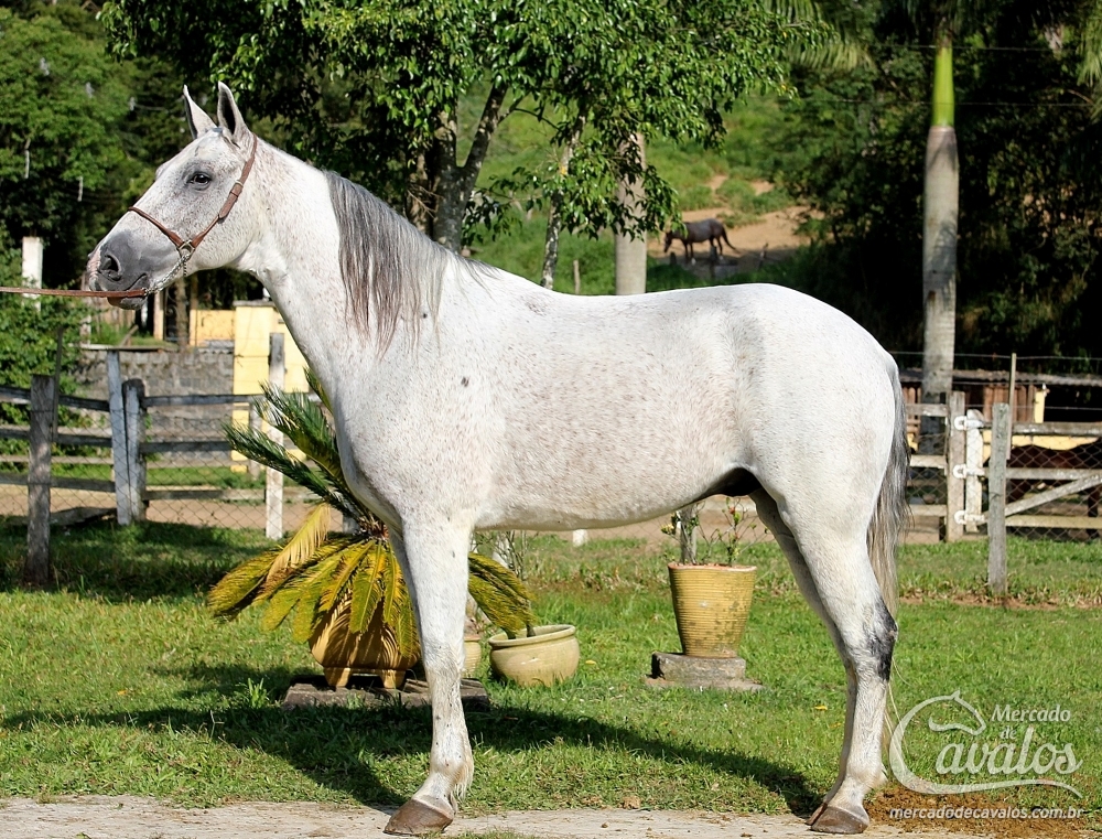 SERTÃO DO RASF